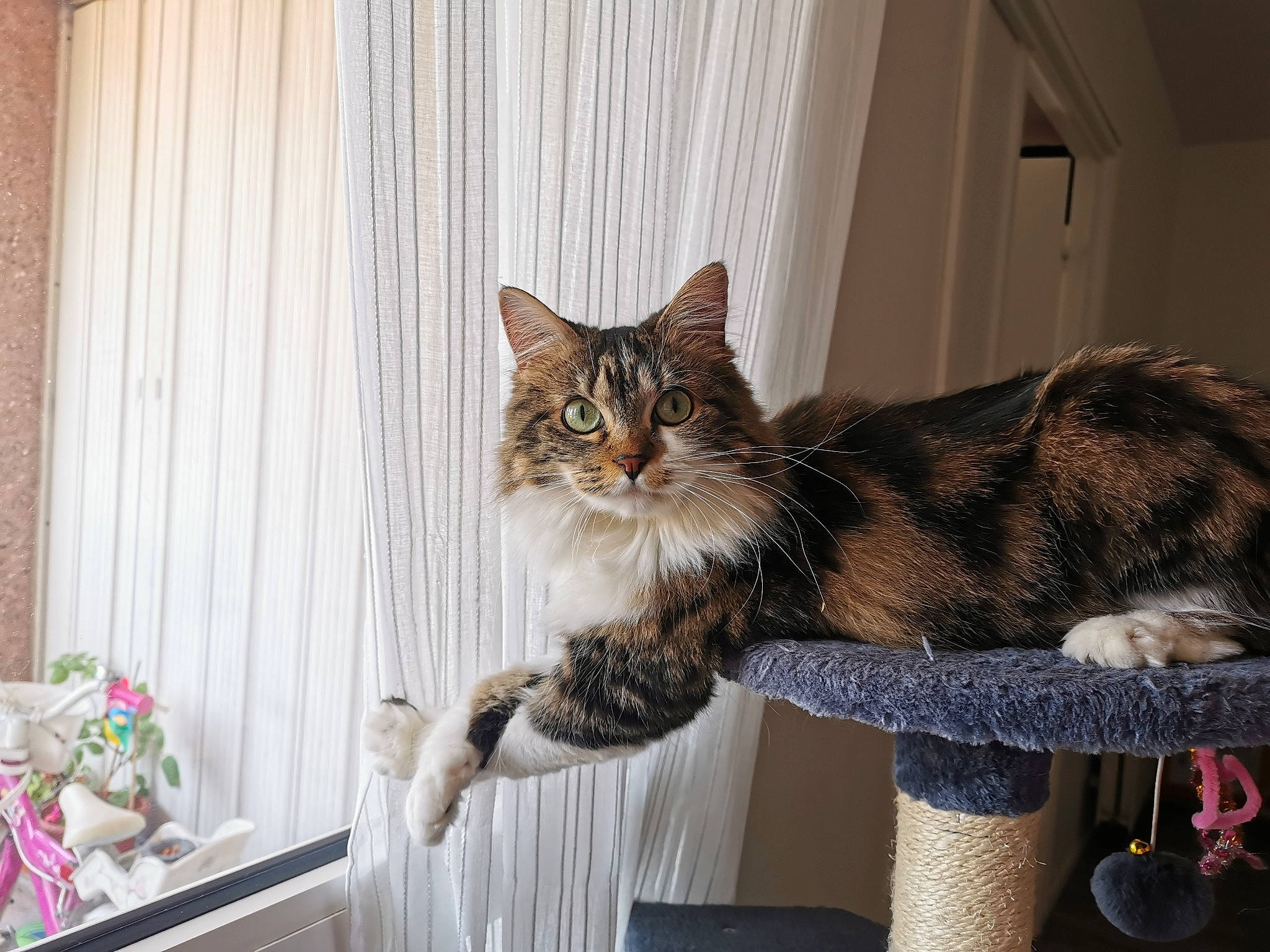 Paillette a rejoint le concours — aidez-le/la à gagner de superbes lots ! carnivore, cat, cat_furniture, cat_supply, comfort, curtain, domestic_short_haired_cat, door, felidae, fur, home, room, sitting, small_to_medium_sized_cats, snout, tail, tree, whiskers, window, wood