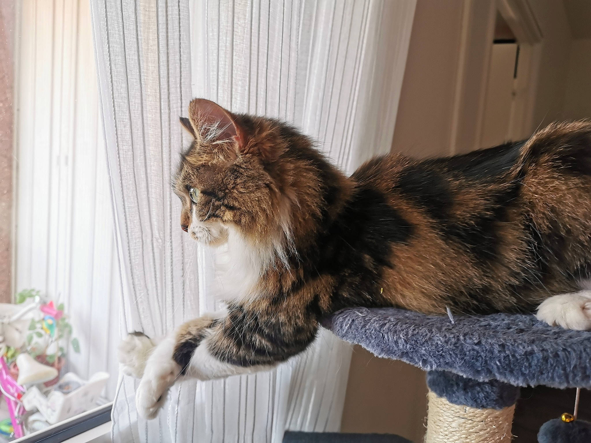 Paillette participe au concours pour gagner de l'argent avec cette photo : carnivore, cat, cat_supply, claw, comfort, curtain, domestic_short_haired_cat, felidae, fur, paw, small_to_medium_sized_cats, snout, tail, terrestrial_animal, tree, whiskers, window, window_treatment, wood