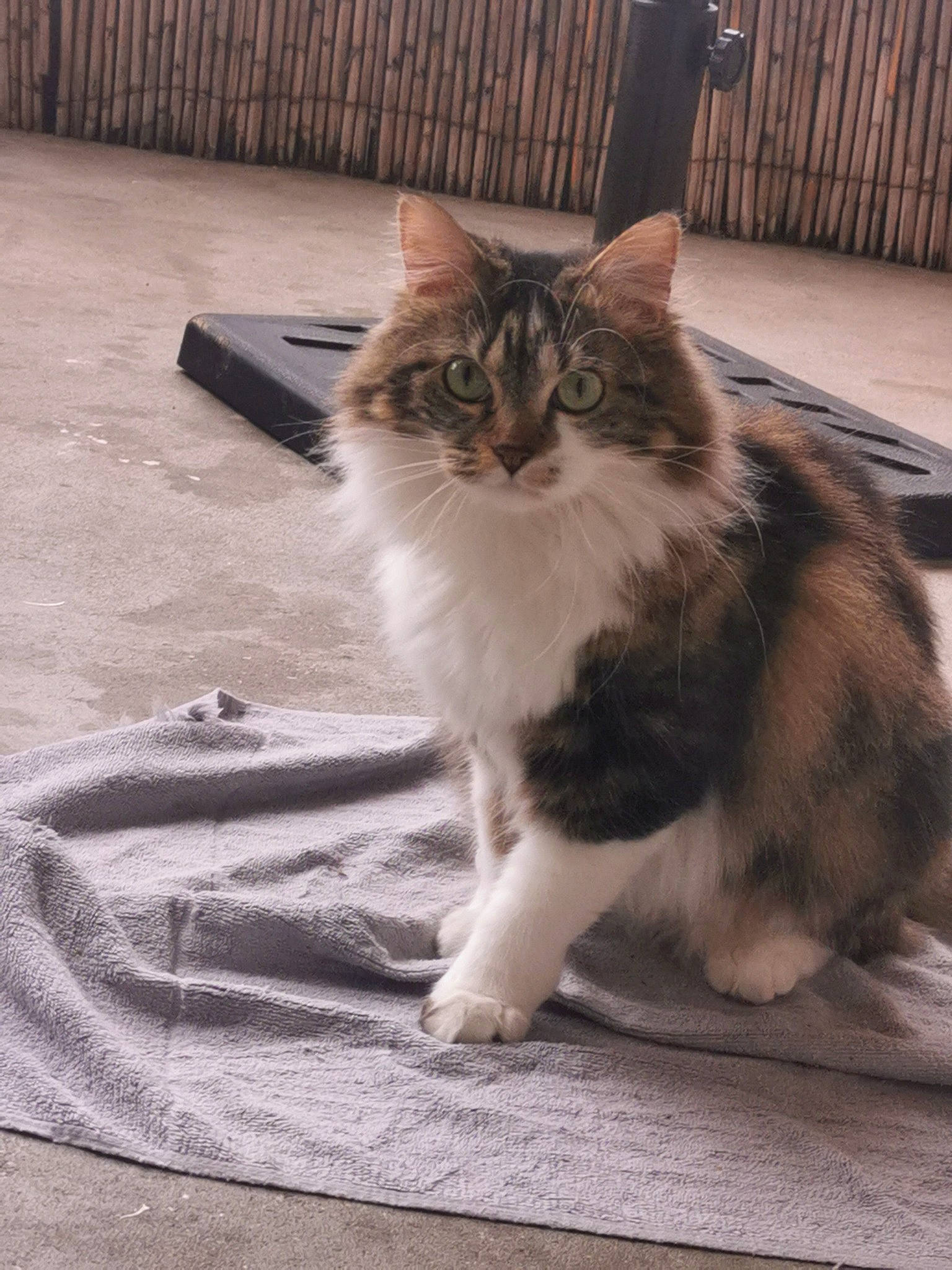 Paillette a rejoint le concours — aidez-le/la à gagner de superbes lots ! box, british_longhair, carnivore, cat, claw, comfort, domestic_short_haired_cat, felidae, flooring, fur, hardwood, paw, road_surface, sitting, small_to_medium_sized_cats, snout, tail, terrestrial_animal, whiskers, wood