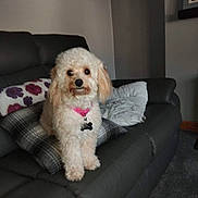 Mia is registered to the contest to win money with this photo: animal, carpet, collar, couch, cozy, cute, dog, fluffy, furniture, home, indoor, leather, living_room, looking, pet, pillow, seated, small_dog, tag, white