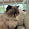 Donuts joined the competition — help win amazing prizes! animal, blurred_background, cat, close_up, couch, cozy, cute, domestic_cat, ears, face, feline, fluffy, home, indoor, pet, relaxed, sitting, soft_fur, tongue_out, whiskers