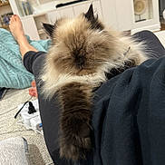 Donuts is registered to the contest to win money with this photo: black_clothing, carpet, cat, cozy, decor, fluffy, foot, furniture, home, indoor, lap, legs, living_room, paw, person, pet, power_strip, relaxing, sleeping, television