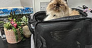 Donuts joined the competition — help win amazing prizes! animal, black_table, brown_cat, cat, decor, fluffy_cat, furniture, home, indoor, looking, pet, pet_carrier, plant_pot, portrait, relaxed, sitting, succulent_plants, table, white_cat, wifi_password