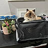 animal, black_table, brown_cat, cat, decor, fluffy_cat, furniture, home, indoor, looking, pet, pet_carrier, plant_pot, portrait, relaxed, sitting, succulent_plants, table, white_cat, wifi_password