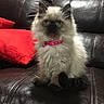 Donuts joined the competition — help win amazing prizes! animal, cat, collar, cute, domestic_cat, ears, eyes, feline, fluffy, fur, indoor, kitten, leather_couch, pet, pink, red_pillow, sitting, small, whiskers, young
