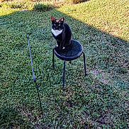 Puma is registered to the contest to win money with this photo: cat, black_and_white, stool, grass, outdoor, animal, pet, nature, sunlight, shadow, fur, whiskers, ears, eyes, sitting, daytime, greenery, yard, calm, alert