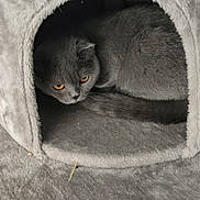 Nala participe au concours pour gagner de l'argent avec cette photo : cat, gray_cat, amber_eyes, cat_house, plush, cozy, pet, animal, indoor, curious, fur, cute, resting, small_space, feline, soft_texture, home, comfort, shelter, peek
