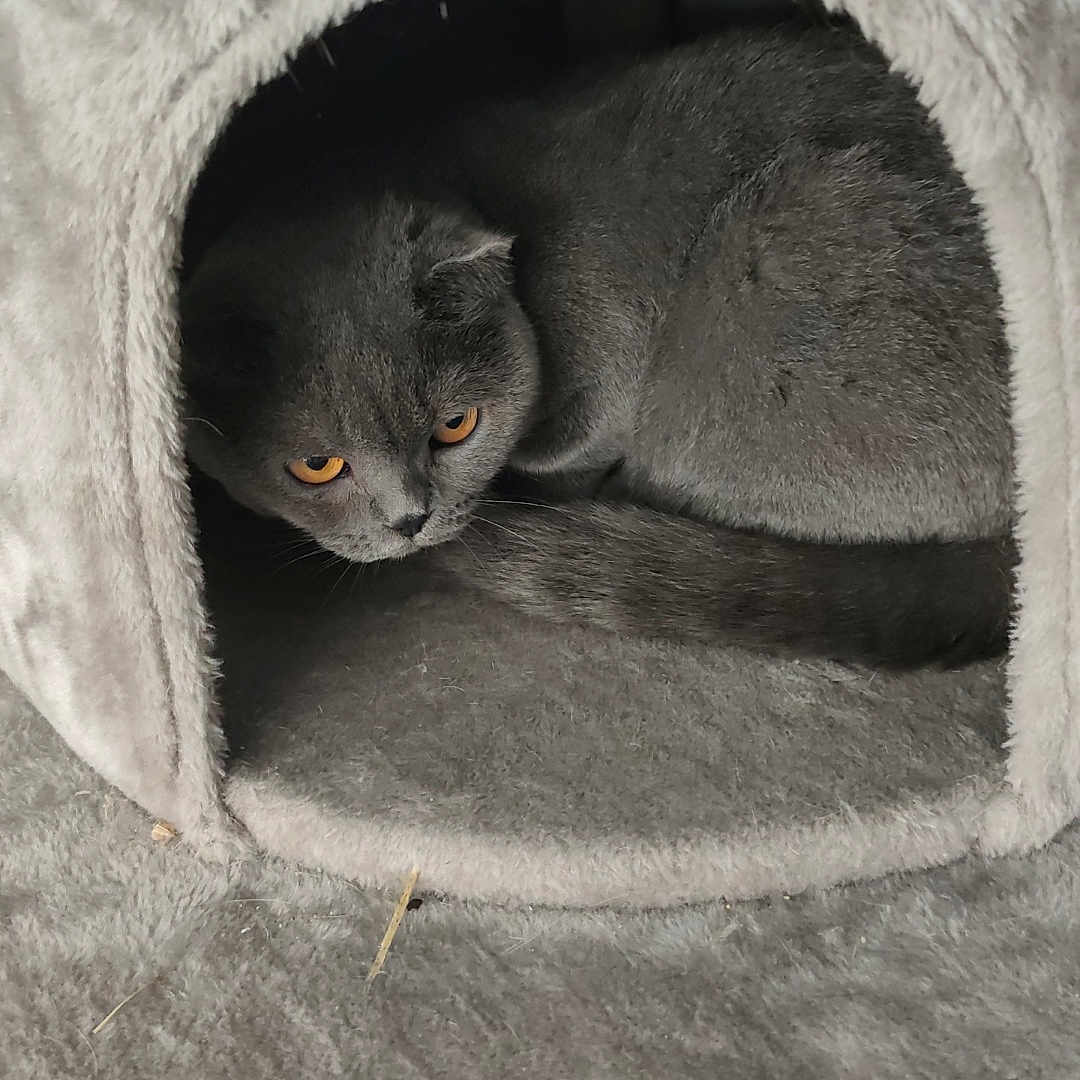 Nala participe au concours pour gagner de l'argent avec cette photo : cat, gray_cat, amber_eyes, cat_house, plush, cozy, pet, animal, indoor, curious, fur, cute, resting, small_space, feline, soft_texture, home, comfort, shelter, peek