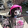 dog, helmet, bicycle, basket, plush_toy, outdoor, pet, black_and_white, cute, animal, sunlight, porch, chair, brick_wall, window, garden, handlebars, metal, comfort, pet_accessory