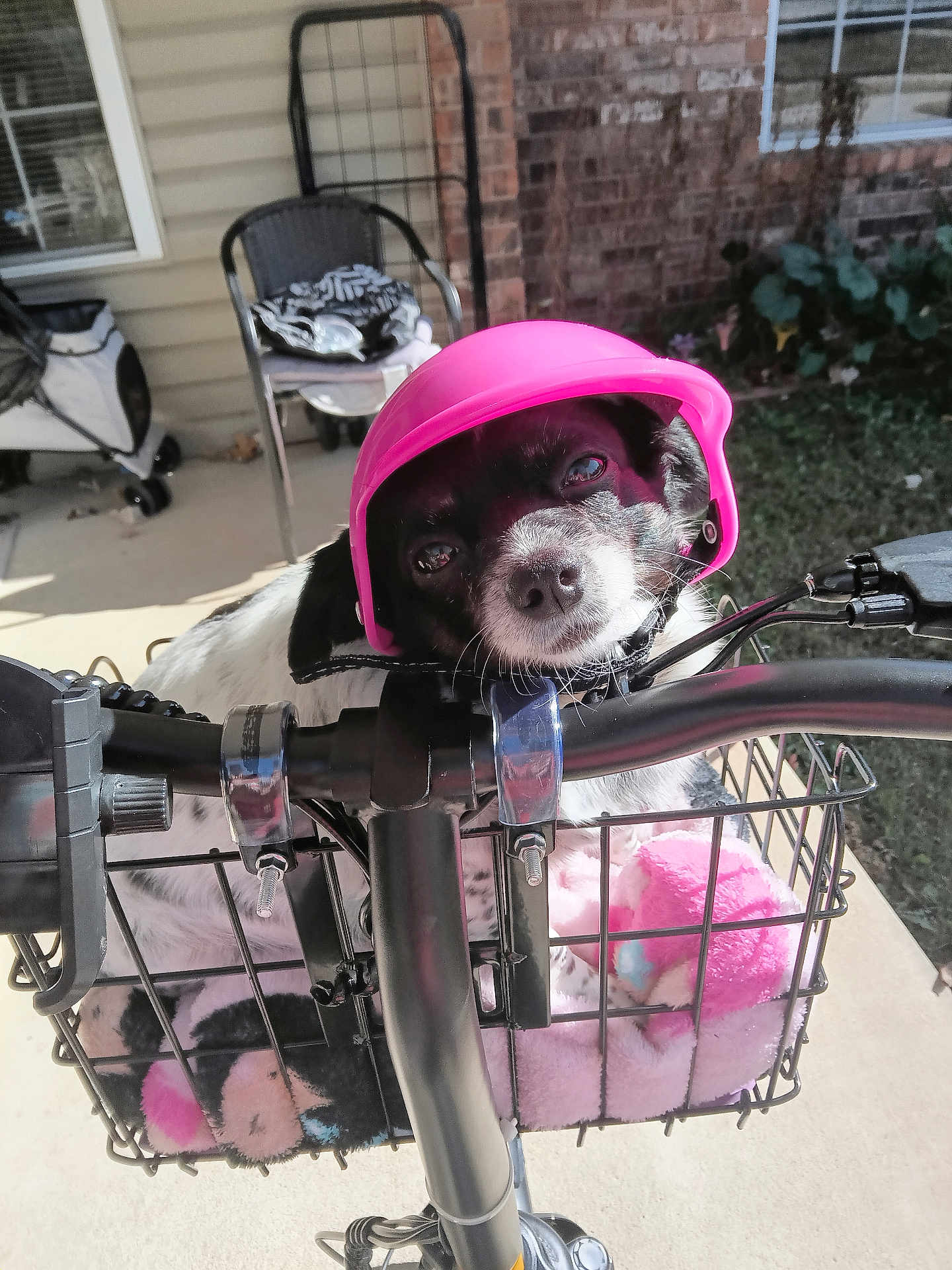 Noodle is registered to the contest to win money with this photo: dog, helmet, bicycle, basket, plush_toy, outdoor, pet, black_and_white, cute, animal, sunlight, porch, chair, brick_wall, window, garden, handlebars, metal, comfort, pet_accessory