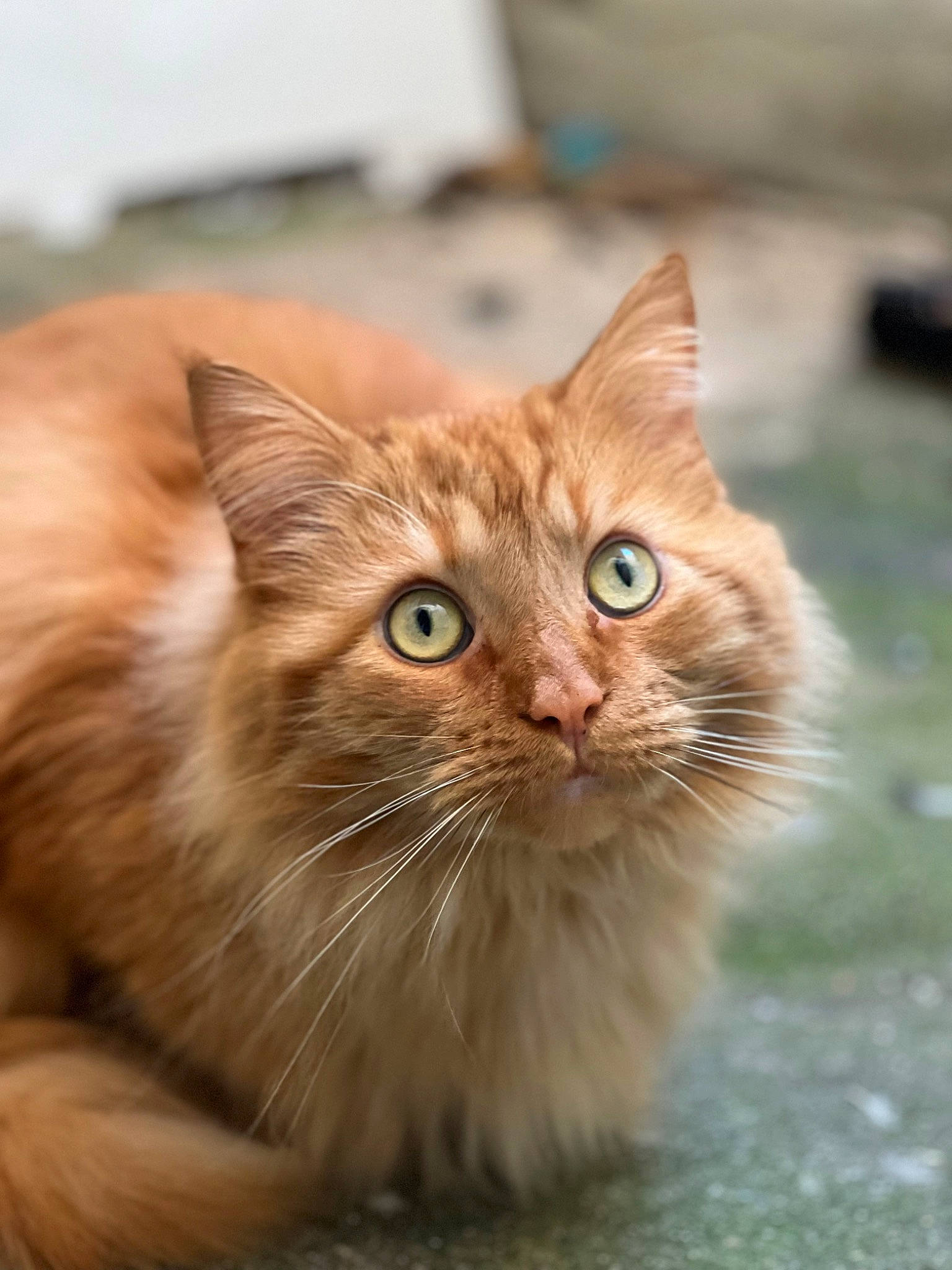 Hélios participe au concours pour gagner de l'argent avec cette photo : carnivore, cat, claw, close_up, domestic_short_haired_cat, fawn, felidae, flooring, fur, grass, mammal, paw, sitting, small_to_medium_sized_cats, snout, terrestrial_animal, whiskers, wildlife, window, wood