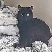Kalimera participe au concours pour gagner de l'argent avec cette photo : alert, animal, bed, bedding, bedroom, black_cat, blanket, cat, dark_fur, ears, feline, green_eyes, home, indoor, pet, pillows, portrait, sitting, staring, whiskers
