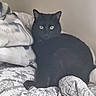alert, animal, bed, bedding, bedroom, black_cat, blanket, cat, dark_fur, ears, feline, green_eyes, home, indoor, pet, pillows, portrait, sitting, staring, whiskers