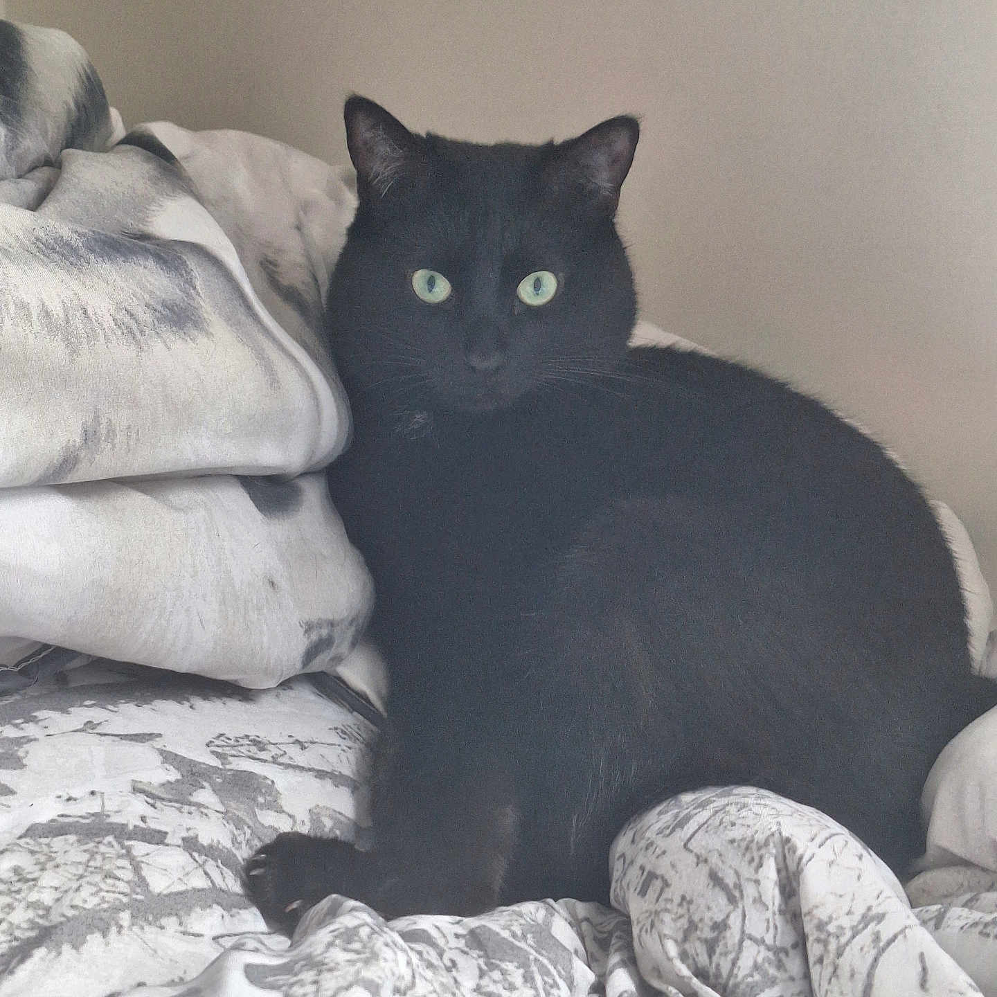 Kalimera participe au concours pour gagner de l'argent avec cette photo : alert, animal, bed, bedding, bedroom, black_cat, blanket, cat, dark_fur, ears, feline, green_eyes, home, indoor, pet, pillows, portrait, sitting, staring, whiskers