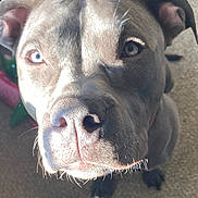 Zoey is registered to the contest to win money with this photo: animal, canine, carpet, close_up, companion, dog, domestic_animal, ears, eyes, face, fur, indoor, light, looking_up, nose, pet, portrait, shadow, short_fur, whiskers