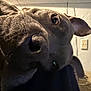 Zoey is registered to the contest to win money with this photo: animal, black, brown, canine, carpet, close_up, dog, ears, face, fur, indoor, light, nose, outlet, pet, portrait, shadow, snout, wall, whiskers