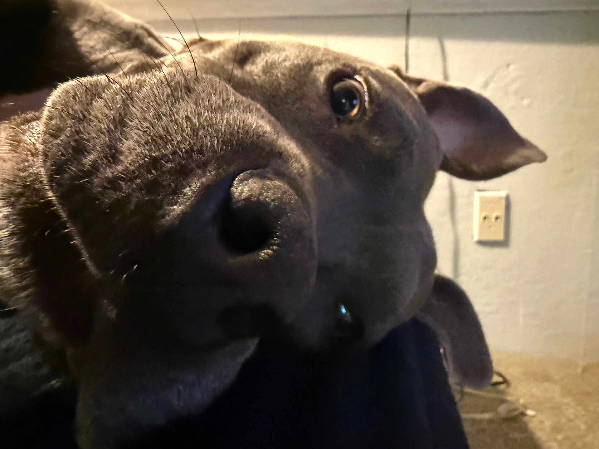 Zoey is registered to the contest to win money with this photo: animal, black, brown, canine, carpet, close_up, dog, ears, face, fur, indoor, light, nose, outlet, pet, portrait, shadow, snout, wall, whiskers