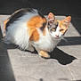 cat, calico_cat, fur, pet, animal, sunlight, shadow, tile_floor, indoor, curious, whiskers, ears, cute, mammal, feline, resting, looking, small, domestic_animal, quiet