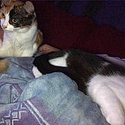 Vaiana participe au concours pour gagner de l'argent avec cette photo : animal, bed, black, blanket, calico, cat, cats, comfort, cozy, cute, domestic, feline, fur, indoor, pet, relaxed, resting, sleeping, soft, white