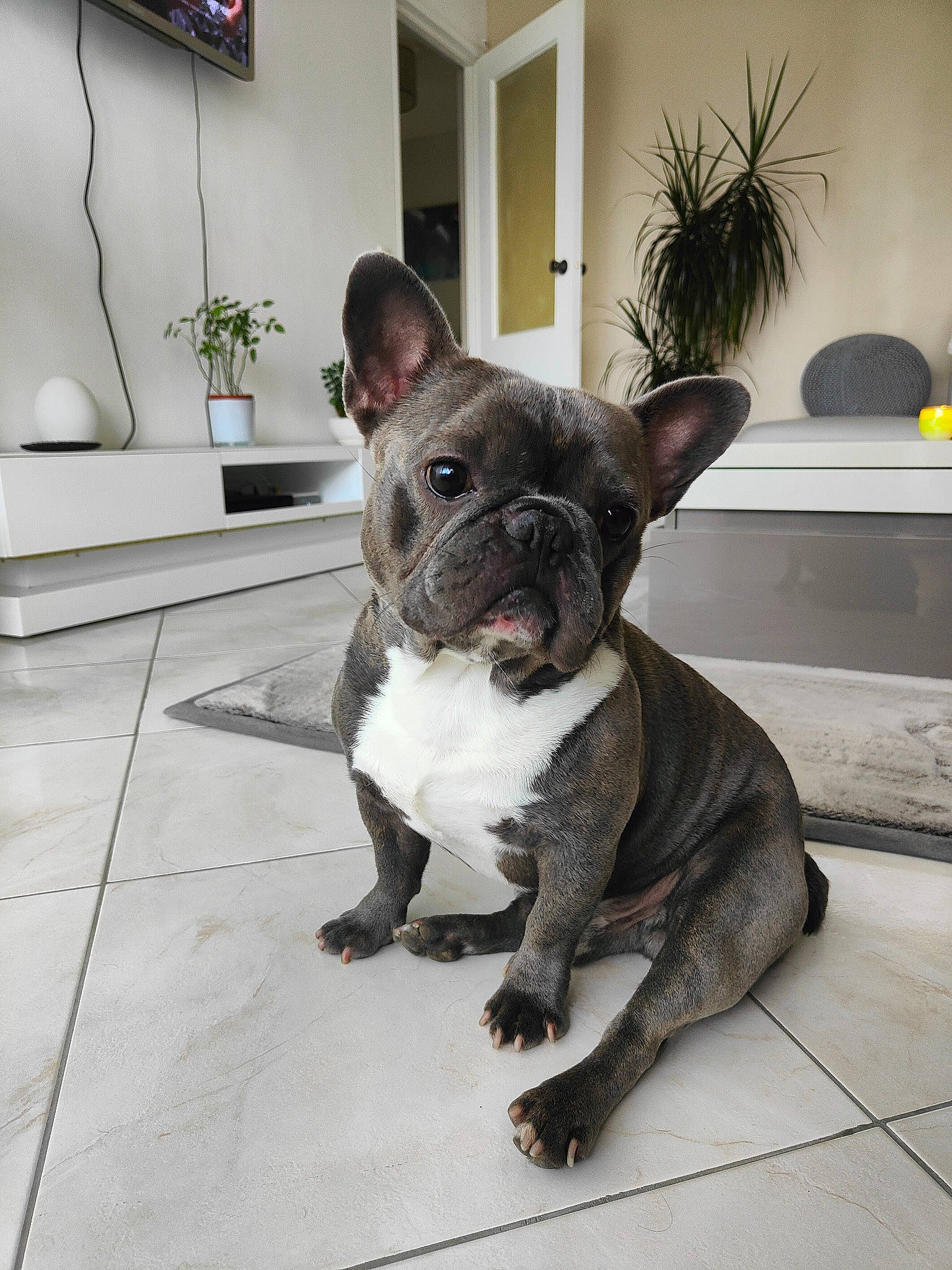 Jax a rejoint le concours — aidez-le/la à gagner de superbes lots ! bulldog, canidae, carnivore, collar, comfort, companion_dog, dog, dog_breed, ear, fawn, flowerpot, french_bulldog, houseplant, picture_frame, plant, snout, sporting_group, terrestrial_animal, whiskers, working_animal