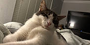 Misty joined the competition — help win amazing prizes! bed, blanket, cat, closeup, cozy, cute, domestic_animal, feline, fur, home, indoor, living_room, pet, relaxed, resting, sleepy, stretching, television, whiskers, window_blinds