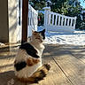 animal, blue_sky, calico, cat, daylight, fence, fluffy, garden, nature, outdoor, peaceful, pet, quiet, shadow, sitting, snow, sunlight, tree, winter, wooden_floor