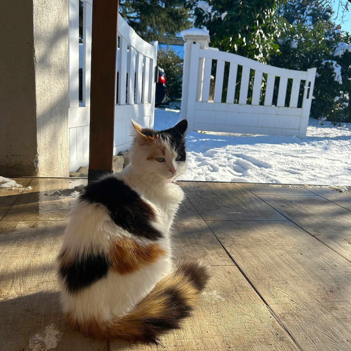 Fiona