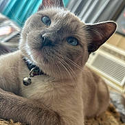 Sid Vicious is registered to the contest to win money with this photo: cat, siamese_cat, blue_eyes, close_up, pet, indoor, collar, bell, fur, whiskers, relaxed, rug, curtains, natural_light, animal, portrait, feline, home, comfort, resting