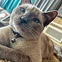 cat, siamese_cat, blue_eyes, close_up, pet, indoor, collar, bell, fur, whiskers, relaxed, rug, curtains, natural_light, animal, portrait, feline, home, comfort, resting