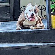 Tank is registered to the contest to win money with this photo: animal, architecture, bostonbull, boxer, building, bulldog, canine, dog, frenchbulldog, house, housing, person, pet, pitbull, plant, porch, pottedplant, puppy, staircase, whitedog