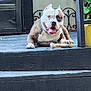 animal, architecture, bostonbull, boxer, building, bulldog, canine, dog, frenchbulldog, house, housing, person, pet, pitbull, plant, porch, pottedplant, puppy, staircase, whitedog