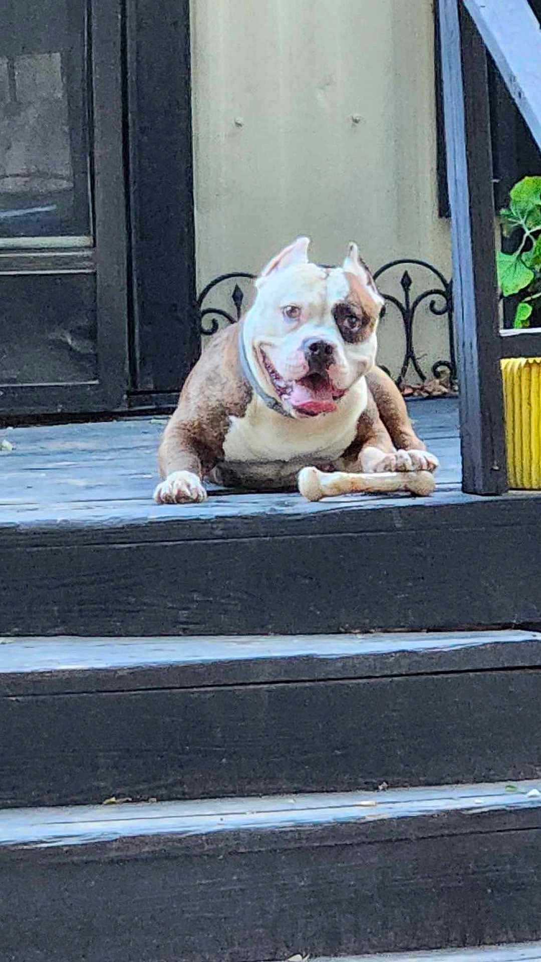 Tank is registered to the contest to win money with this photo: animal, architecture, bostonbull, boxer, building, bulldog, canine, dog, frenchbulldog, house, housing, person, pet, pitbull, plant, porch, pottedplant, puppy, staircase, whitedog