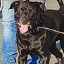 dog, black_dog, pet, animal, canine, tongue_out, happy, outdoor, leash, walking, jeans, person, sunlight, shadow, pavement, friendly, companion, mammal, domestic_animal, closeup