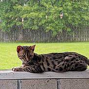 Zyri Maye Ayers joined the competition — help win amazing prizes! animal, calm, cat, concrete, daylight, feline, grass, greenery, lying_down, mammal, nature, outdoor, pet, portrait, rain, relaxed, side_view, spotted, tree, window_screen