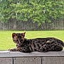 animal, calm, cat, concrete, daylight, feline, grass, greenery, lying_down, mammal, nature, outdoor, pet, portrait, rain, relaxed, side_view, spotted, tree, window_screen