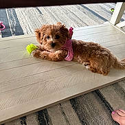 Daisy Mae Dukes joined the competition — help win amazing prizes! dog, puppy, pink_harness, tennis_ball, wooden_surface, carpet, indoor, pet, cute, relaxed, small_dog, fur, toy, foot, painted_toenails, brown, laying_down, pet_accessory, floor, domestic_animal