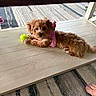 dog, puppy, pink_harness, tennis_ball, wooden_surface, carpet, indoor, pet, cute, relaxed, small_dog, fur, toy, foot, painted_toenails, brown, laying_down, pet_accessory, floor, domestic_animal