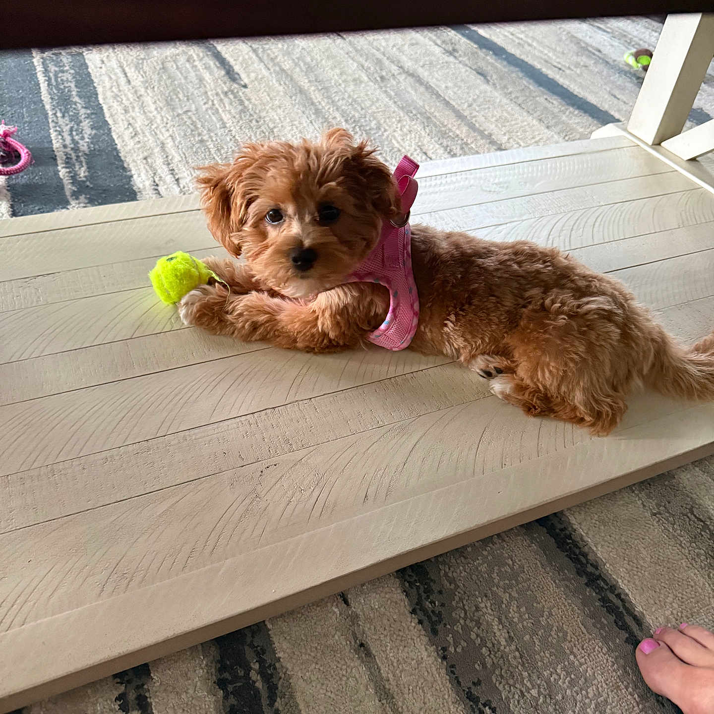 Daisy Mae Dukes joined the competition — help win amazing prizes! dog, puppy, pink_harness, tennis_ball, wooden_surface, carpet, indoor, pet, cute, relaxed, small_dog, fur, toy, foot, painted_toenails, brown, laying_down, pet_accessory, floor, domestic_animal