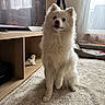 blue_eyes, carpet, cozy, curtains, decor, dog, figurine, floor, fluffy, furniture, home, indoor, lamp, living_room, pet, sitting, tv_stand, white_dog, window, wooden_furniture