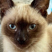 Eris is registered to the contest to win money with this photo: cat, siamese_cat, blue_eyes, close_up, whiskers, fur, pet, animal, face, ears, portrait, feline, indoor, cute, domestic_animal, looking, soft_texture, muzzle, eyes, focused