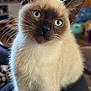Eris is registered to the contest to win money with this photo: cat, kitten, siamese, blue_eyes, whiskers, fur, indoor, pet, cute, animal, close_up, curious, young, mammal, domestic, portrait, feline, soft, ears, sitting