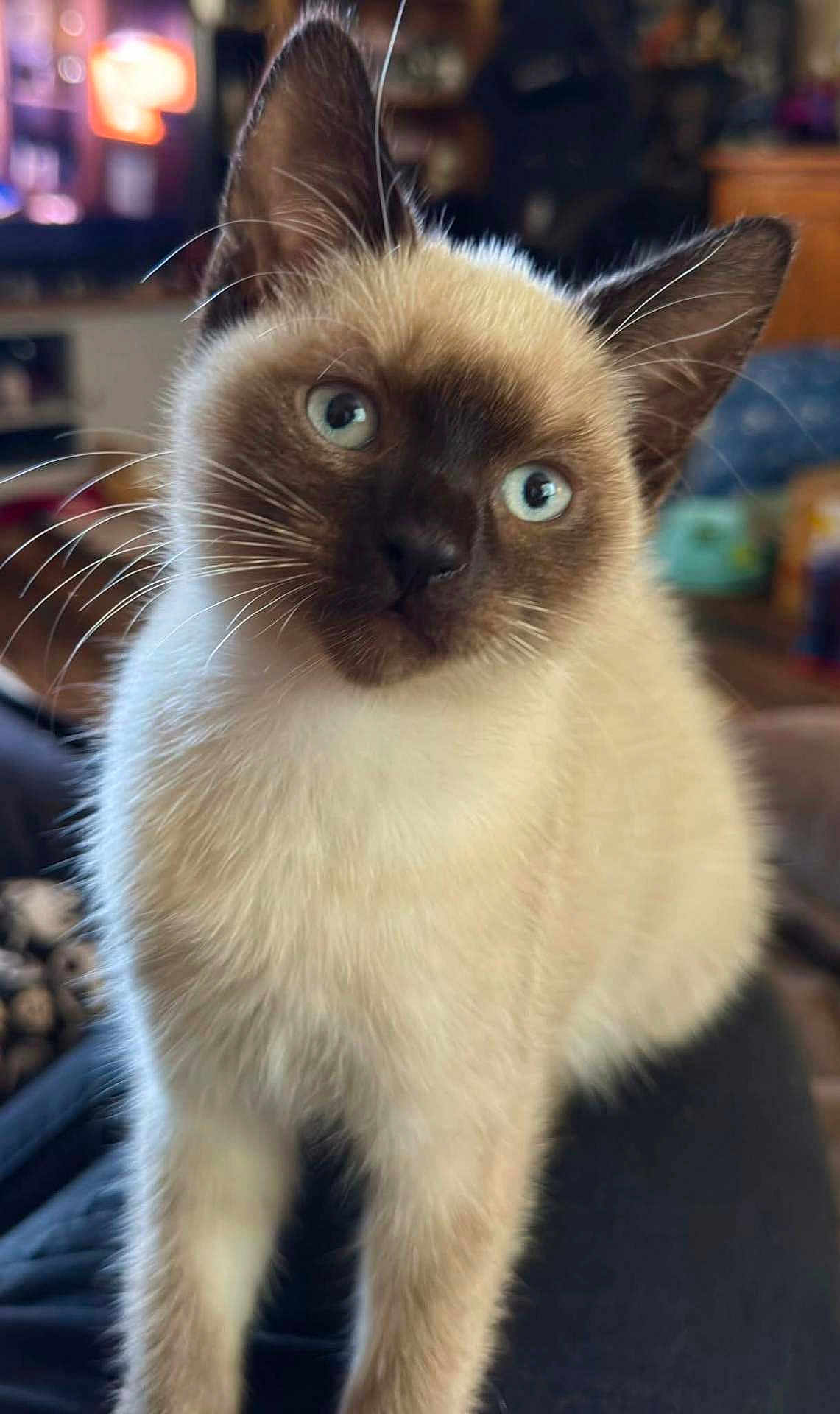 Eris is registered to the contest to win money with this photo: cat, kitten, siamese, blue_eyes, whiskers, fur, indoor, pet, cute, animal, close_up, curious, young, mammal, domestic, portrait, feline, soft, ears, sitting