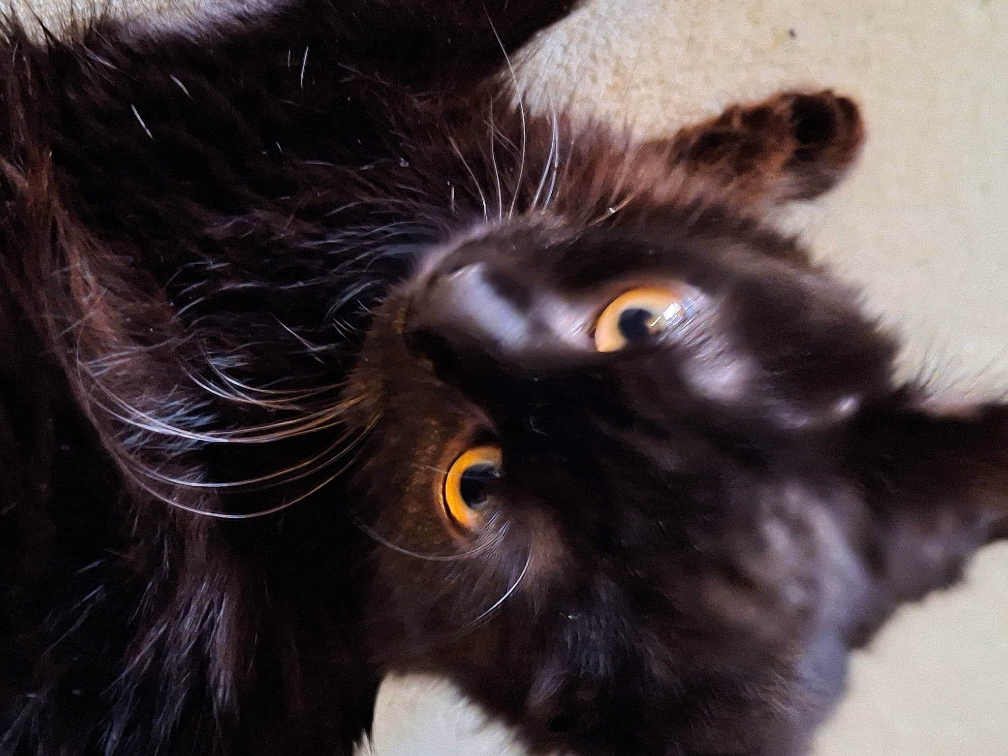 Stormy is registered to the contest to win money with this photo: black_cat, carnivore, cat, domestic_short_haired_cat, ear, eye, felidae, fur, hair, liver, maine_coon, small_to_medium_sized_cats, snout, terrestrial_animal, whiskers