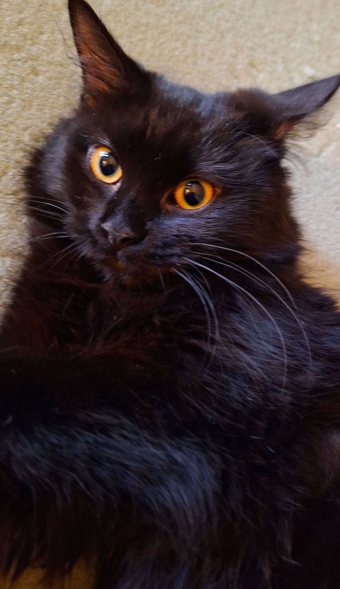 Stormy is registered to the contest to win money with this photo: black_cat, bombay, carnivore, cat, domestic_short_haired_cat, felidae, fur, grey, small_to_medium_sized_cats, snout, terrestrial_animal, whiskers