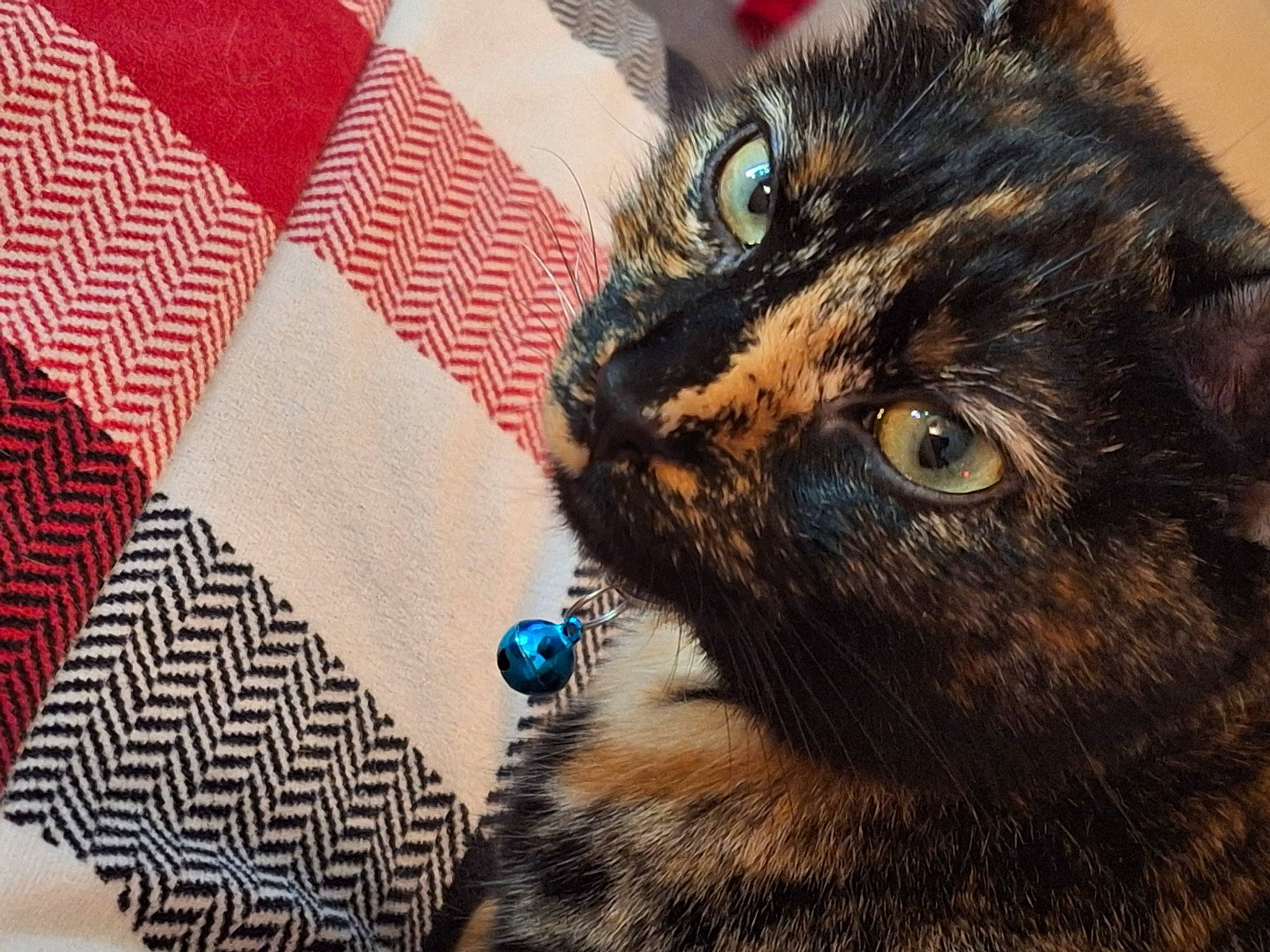 Luna is registered to the contest to win money with this photo: bag, black_cat, carnivore, cat, claw, domestic_short_haired_cat, electric_blue, fashion_accessory, felidae, fur, iris, linens, pattern, plaid, sleeve, small_to_medium_sized_cats, snout, whiskers, woolen, woven_fabric