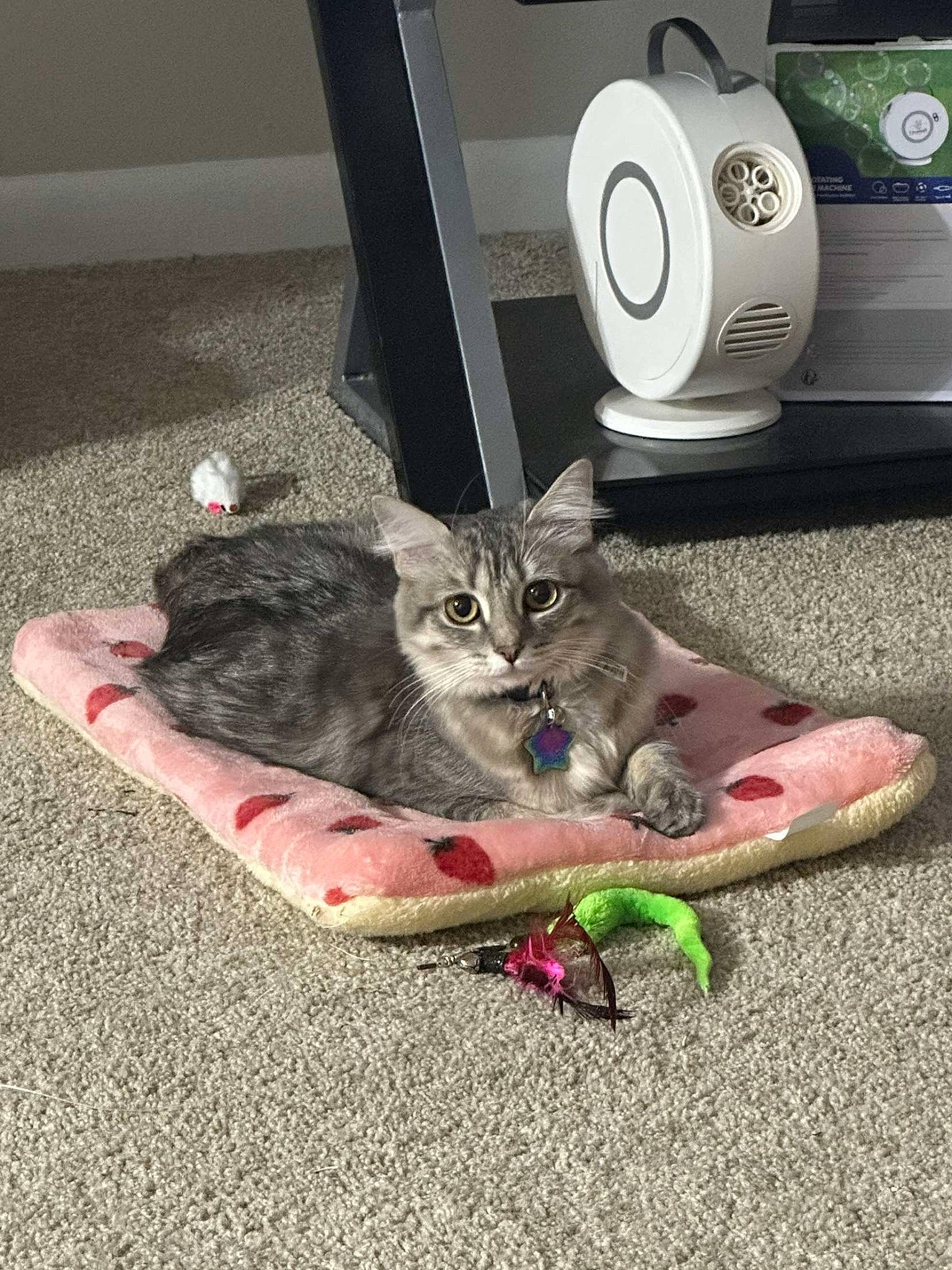 Eevee is registered to the contest to win money with this photo: asphalt, audio_equipment, carnivore, cat, clothes_dryer, comfort, domestic_short_haired_cat, felidae, flooring, foot, gadget, home_appliance, loudspeaker, output_device, portable_media_player, road_surface, small_appliance, small_to_medium_sized_cats, subwoofer, whiskers