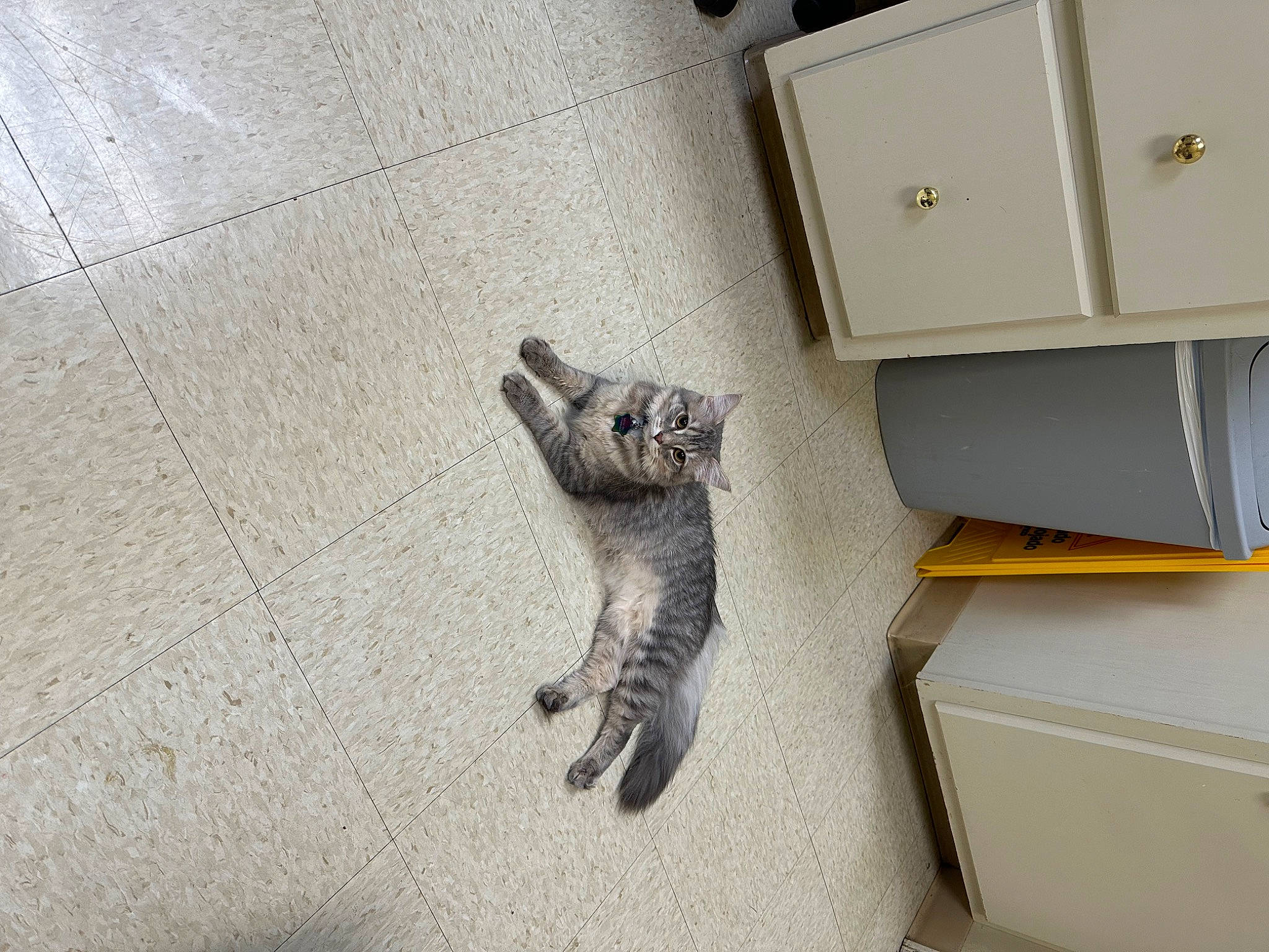 Eevee joined the competition — help win amazing prizes! art, cabinetry, carnivore, chest_of_drawers, claw, cupboard, domestic_short_haired_cat, drawer, felidae, floor, flooring, grey, hardwood, room, shelf, shelving, small_to_medium_sized_cats, tail, whiskers, wood