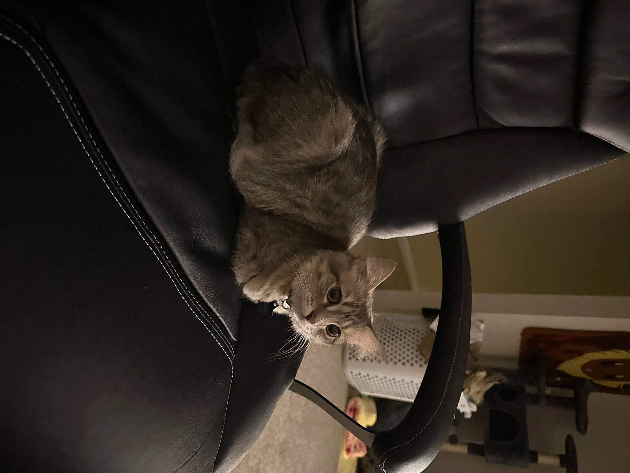 Eevee joined the competition — help win amazing prizes! auto_part, automotive_design, automotive_exterior, automotive_lighting, automotive_tire, automotive_wheel_system, bumper, comfort, darkness, family_car, felidae, human_leg, metal, rim, room, small_to_medium_sized_cats, tail, vehicle_door, wood