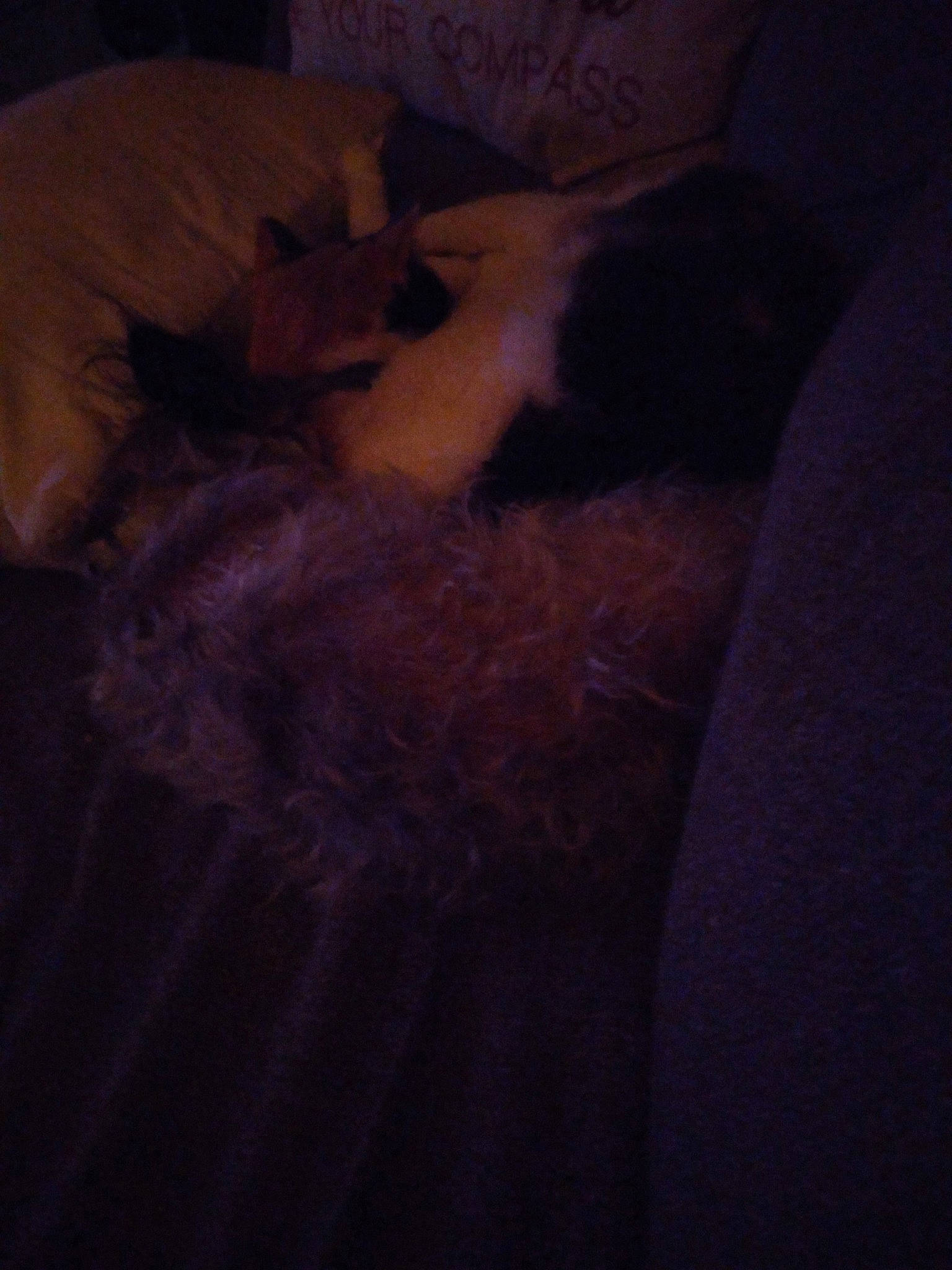 Gauge joined the competition — help win amazing prizes! bed, canidae, carnivore, cloud, comfort, companion_dog, darkness, dog_breed, fawn, felidae, fur, human_leg, linens, small_to_medium_sized_cats, snout, sporting_group, tail, tints_and_shades, whiskers, wood