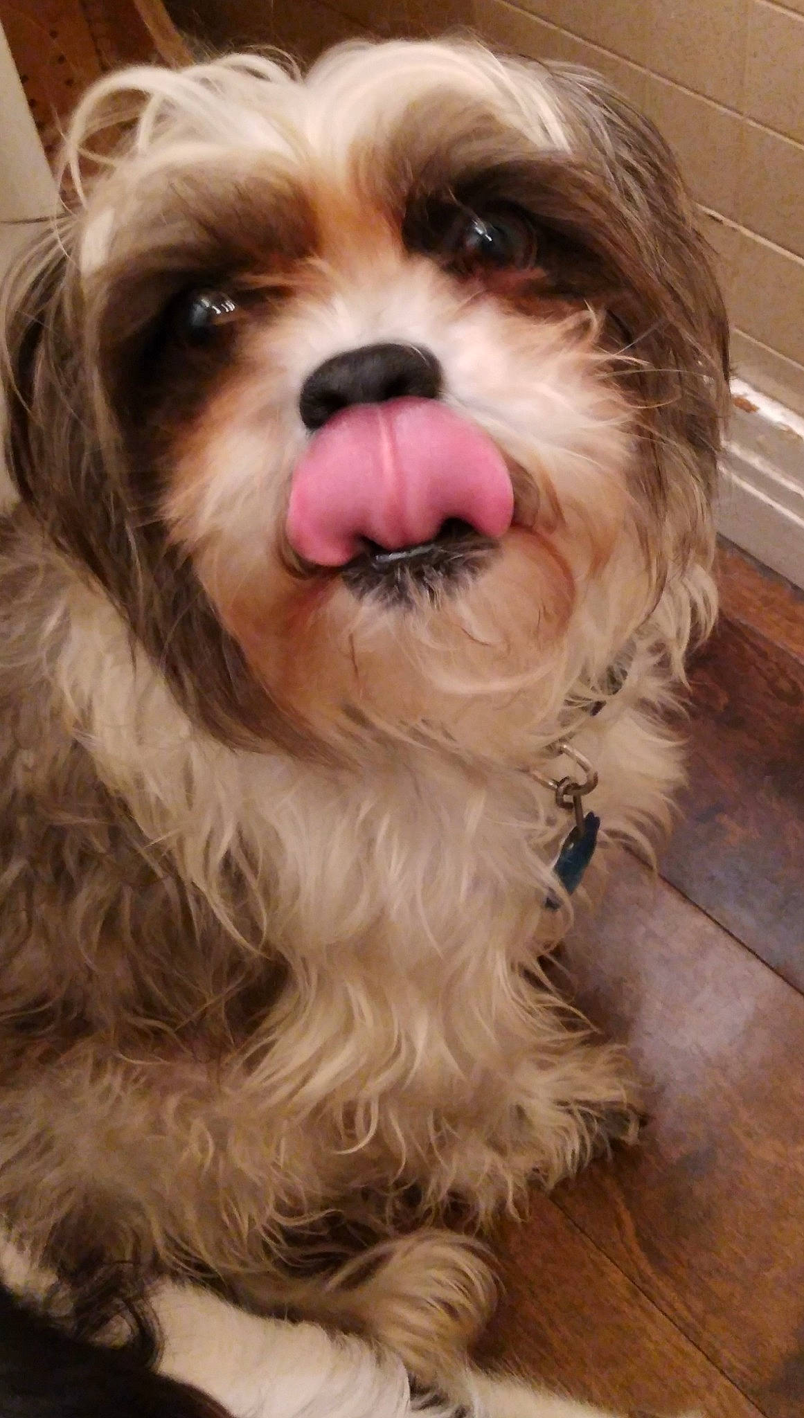 Jackson joined the competition — help win amazing prizes! biewer_terrier, canidae, carnivore, companion_dog, dog, dog_breed, facial_hair, fur, hardwood, liver, maltepoo, shih_tzu, small_terrier, snout, sporting_group, terrier, toy_dog, whiskers, working_animal, wrinkle